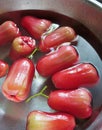 Group of rose apple washing in basin, Close up shot