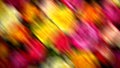 Multicolors of Rose Flowers, Abstract Design for Background Royalty Free Stock Photo