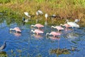 Roseate Spoonbills Foraging In A Swamp, In Formation