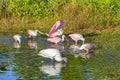 Group Of Roseate Spoonbills Foraging In Water