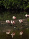 Group of Roseate spoonbills resting Royalty Free Stock Photo