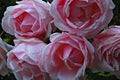 Group of roses in the foreground soaked in the morning dew in beautiful shades of pink with unfocused background
