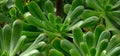 Group of rosettes of aeonium