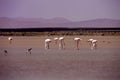 Group Rosy Flamingo, Phoenicopterus ruber roseus, in a lagoon in the Sahara, Morocco