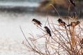 A group of rosy starlings perched on reeds