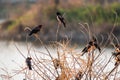 A group of rosy starlings perched on reeds