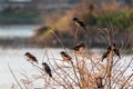 A group of rosy starlings perched on reeds