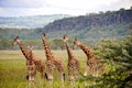 A group of Rothschild`s Giraffe at Lake Nakuru National Park . Royalty Free Stock Photo