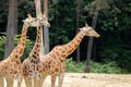 A group of Rothschild`s giraffes Giraffa camelopardalis rothschildi. Royalty Free Stock Photo