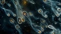 A group of rotifers seen from above forming a mesmerizing pattern under the microscope. The multicellular organisms are