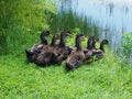 Group of rouen ducks by a pond