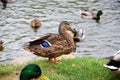 Group of rouen ducks swimming in lake and grazing in shore on summer day