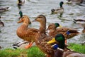 Group of rouen ducks swimming in lake and grazing in shore on summer day