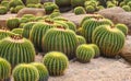 Group round cactus