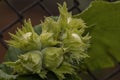 Group of a round hard-shelled nut of the hazel