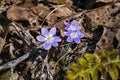 Group of Round-Lobed Hepatica, Anemone americana Royalty Free Stock Photo