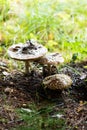 Group of royal fly agaric in the forest in the rain