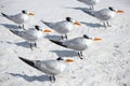 Group of royal terns sea birds stand on sandy Siesta Key beach in Florida Royalty Free Stock Photo