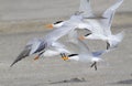 A group of royal terns (Sterna maxima)