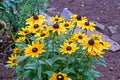 Group of Rudbeckia hirta flowers. The bees fly aound and do their job. Lovely summer day