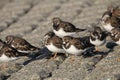 A group ruddy turnstones at the sea dyke along the sea