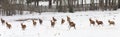 Group of deers on the meadow at a winter time