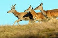 Group of running red deers Royalty Free Stock Photo