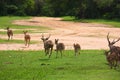 A group of running spotted deer in YALA national park