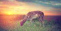 Group rutting red deer Royalty Free Stock Photo