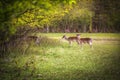 Group rutting red deer Royalty Free Stock Photo