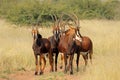 Sable antelopes in natural habitat Royalty Free Stock Photo