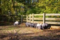 Group of saddleback pig piglets Royalty Free Stock Photo