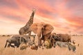 Group of safari African wild animals stand together in savanna grassland with background of sunset sky