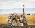 Group of Safari Animal Friends Royalty Free Stock Photo