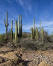 Group of saguaros