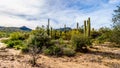 Group of Saguaru cactuses standing in a circle among desert shrubs in the winter desert landscape