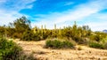 Group of Saguaru cactuses standing in a circle among desert shrubs in the winter desert landscape