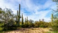 Group of Saguaru cactuses standing in a circle among desert shrubs in the winter desert landscape