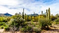 Group of Saguaru cactuses standing in a circle among desert shrubs in the winter desert landscape