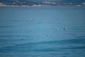 The group of sailing boats sail at the Black sea. Royalty Free Stock Photo