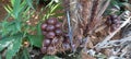 Group of salaca or snakefruit Royalty Free Stock Photo