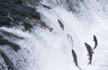 Group of Salmon jumping upstream in river Royalty Free Stock Photo
