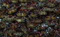 The group of Salted crab or pickled crab. Many fresh black Raw small freshwater crabs in the market. Salted crab in a stainless ba