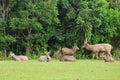 A group of Sambar deer in Khao Yai national park,