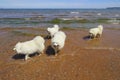 Group of Samoyed dogs Royalty Free Stock Photo