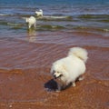 Group of Samoyed dogs Royalty Free Stock Photo