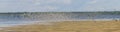 Group of Sanderling at Lagoa do Peixe