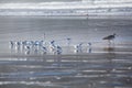 A group of Sanderling stand on a beach Royalty Free Stock Photo