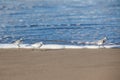 A group of Sanderling stand on a beach Royalty Free Stock Photo