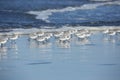 A group of sanderlings in winter plumage running on the ocean coast. Royalty Free Stock Photo